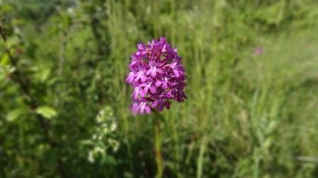 Pyramiden-Hunds-Wurz (Anacamptis pyramidalis).jpg